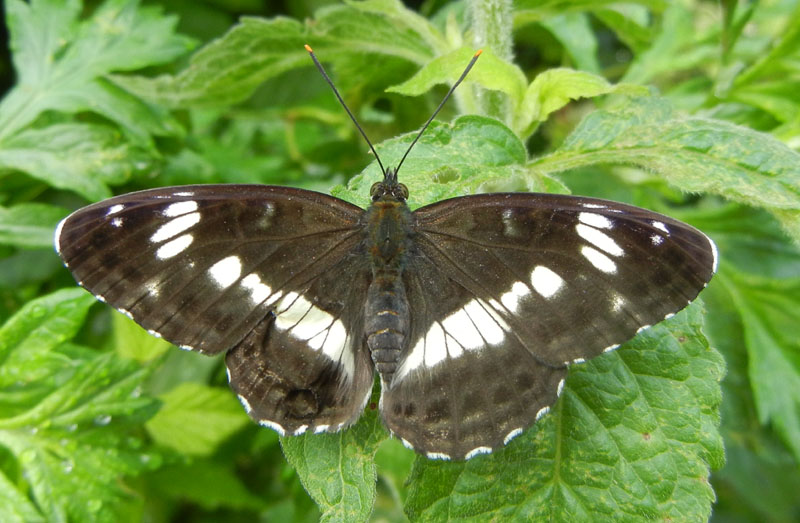 Limenitis camilla - Nymphalidae....dal Trentino